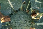 美食大师（游戏里的小森生活）