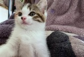 以小森生活猫咪如何领养（了解途径和步骤）