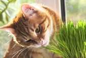 解密小森生活猫毛球的神奇作用（探索猫毛球在游戏中的秘密力量）