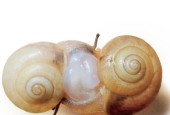 部落冲突突袭蜗牛怎么打？打蜗牛的策略是什么？