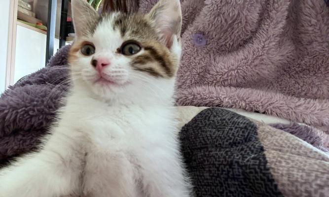 以小森生活猫咪如何领养（了解途径和步骤）  第1张