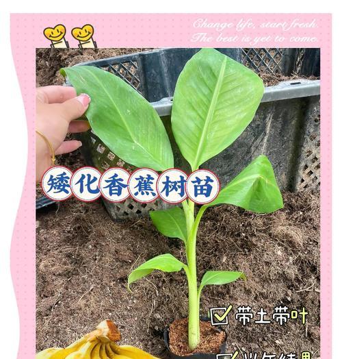 我的世界中香蕉种植的方法是什么？需要哪些条件？  第2张