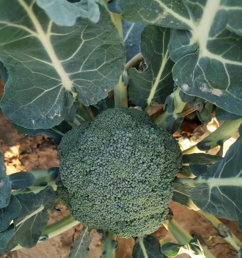 美食大师（游戏里的小森生活）  第1张