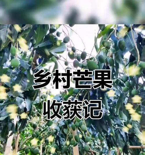 《饥饿荒野中的芒果树收获游戏》（详解芒果树的多次收获方式）  第3张
